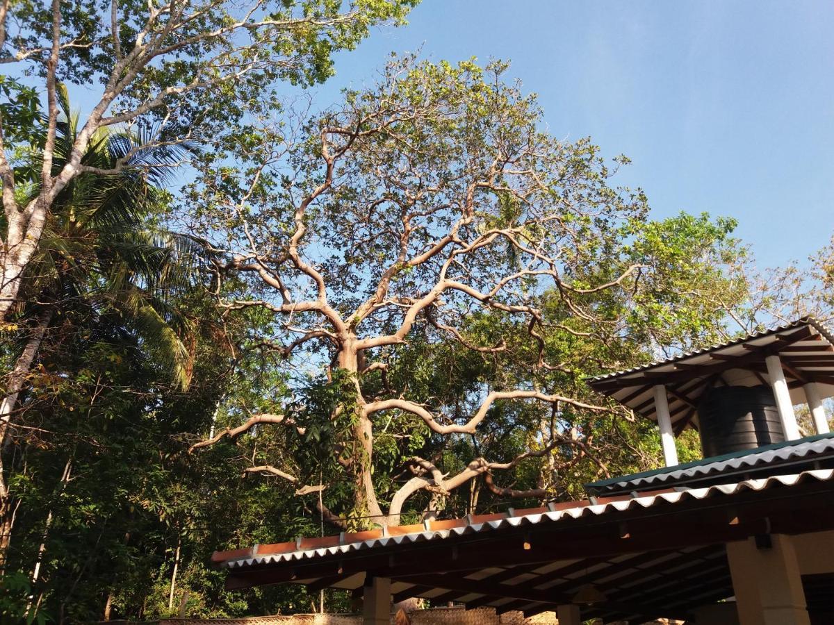 Cashew Villa Hiriketiya Диквела Екстериор снимка