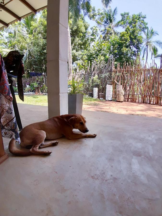 Cashew Villa Hiriketiya Диквела Екстериор снимка